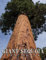A Photo Book Of Giant Sequoia: A Great Gift With Compelling And Impressive Pictures Of Giant Sequoia To Relax And Relieve Stress For All Ages & Genders On Christmas, Birthday
