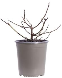 eGarden.store - Pianta vera di Ficus Carica Little Miss Figgy o Fico Nano | Altezza: 25 cm - Diametro vaso: 19 cm | Pianta nana autoferile ottima fruttificazione da coltivare all'esterno