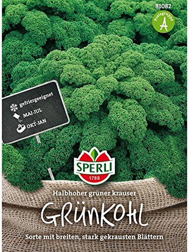 Grünkohl Halbhoher grüner krauser