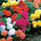 10 EXTRA Gemischte Begonien gefüllt - Das beutel von 10 blumenzwiebeln / umfang 5cm+