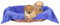 Bestlivings Tierdecke Hundedecke Kuscheldecke Haustierdecke, kuschelig weich in vielen erhältlich (80x120 cm/blau - Royalblau)