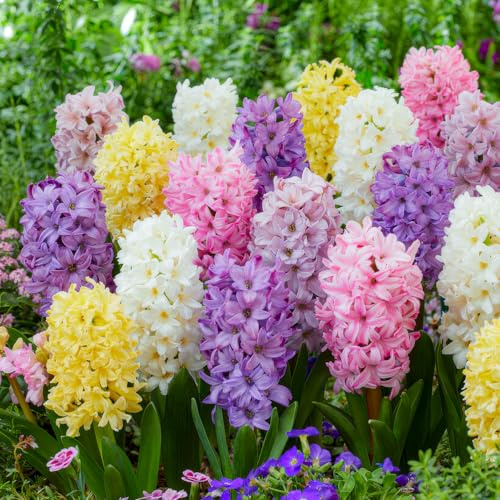 Hyazinthen Zwiebeln Winterhart Mehrjährig - Sanfte Palette - 15 Zwiebeln | Duftende Hyazinthenzwiebeln aus Holland, Sorte Sanfte Palette, für Garten, Topf und Balkon, Blüte März-April (kein Samen)