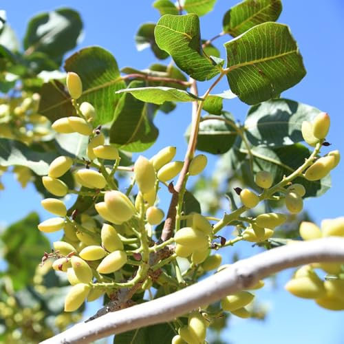 albero di pistacchio comprare semi, pianta da balcone, biologici bonsai, per giardino vecchie varietà, piante resistenti per,15pcs
