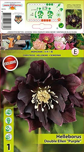Christrosen : Christrose Schneerose Lenzrose Helleborus Double Ellen Purple winterhart 1 Rhizom
