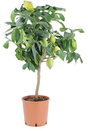 KENTIS - Pianta di Limone - Citrus Limon - Piante di Agrumi Vere - Alberi da Frutto da Giardino - Piante da Frutta da Esterno - H 70-80 cm Vaso Ø 20 cm