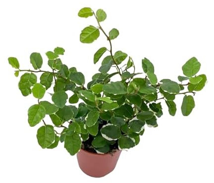 Ficus Pumila Natural Planta Resistente para Interior o Exterior con Hojas Colgantes