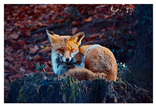 artboxONE Poster 30x20 cm Natur Verschlafener Fuchs hochwertiger Design Kunstdruck - Bild verschlafen bäume Fuchs