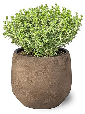 SMPLY. - Planta de Tomillo Limón - Altura: 20 cm - Maceta de 10 cm - Planta Aromática Interior y Exterior - Huerto Urbano y Jardín - Cuidado Muy Fácil