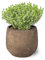 SMPLY. - Planta de Tomillo Limón - Altura: 20 cm - Maceta de 10 cm - Planta Aromática Interior y Exterior - Huerto Urbano y Jardín - Cuidado Muy Fácil