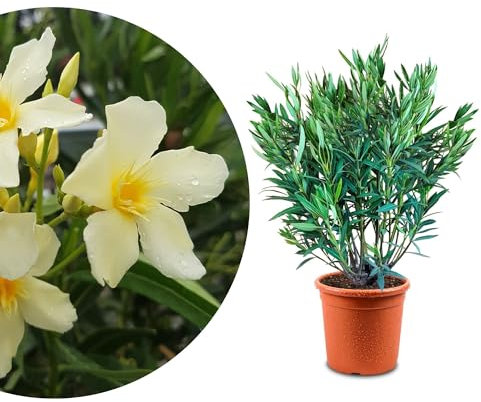 Meine Orangerie - Oleander 'Evolution' Mezzo - exklusive Sonder-Sorte: besonders frosthart, extra viele Blüten, besonders pflegeleicht und winterhart (Gelb, Topf Ø 21cm)