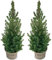BALDUR-Garten Zuckerhutfichte Picea Clauca Conica, inkl. Topf ca. 60 cm hoch, 1 Pflanze, Picea Glauca Conica, winterhart, mehrjährig, pflegeleicht, immergrün, gleichmäßiger kegelförmiger Wuchs