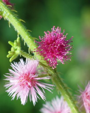 Echte Mimose Faszinierend schön 10 Samen