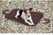 WENKO 809122900 Tragbare Hunde-Decke/Taschenbett