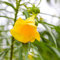 50 pcs oleander winterhart samen - Nerium oleander - gartenpflanzen, stauden winterhart oleander pflanzen bienenweide saatgut, pflanzen garten blumenwiesensaat, balkongewächshäuser