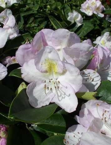 Rhododendron Gomer Waterer 30-40 cm hoch im 4 Liter Pflanzcontainer