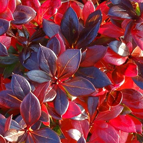Berberitze 'Red Jewel' - Berberis Media 25-30 cm Topf: Leuchtend rote Beeren, kompakter Wuchs