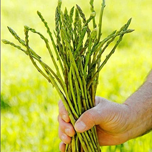 100 Stück Spargelsamen Einfach zu pflegen Effizientes Pflanzen Grüne mehrjährige Erbstück-Gemüsesamen für die Pflanzung von Terrassen im Freien