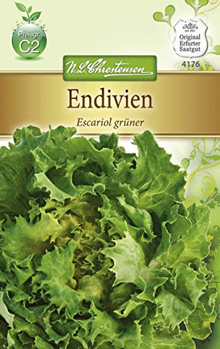 Chrestensen Endivien 'Escariol grüner'