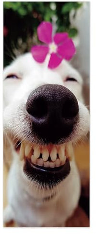 TüRtapete Selbstklebend TüRposter TüRaufkleber Tapete, Wandaufkleber für Schlafzimmer, Heimdekoration, wasserdicht, abnehmbares Premium Vinyl Upgrade, lächelnder Hund, lustiges Tier