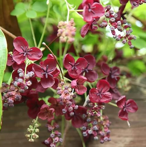 Akebia Quinata - Hardy Perennial Shrub -Chocolate Vine - Flowering Climber -Potted Garden Plants - Unique Garden Accent - Easy to Grow - 17 cm Pot 75 cm Height