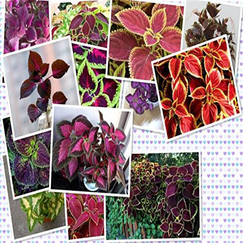 Blumensamen 200pcs Samen Black Dragon Coleus Blumen-Samen-Pack - Schöne ekstatischen Blumen pflanzen Bonsai Samen, Hausgarten : Seeds Only