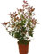 Planta natural Photinia Red Robin, 40-50 cm. Arbusto de hojas rojas, ideal para setos y jardines decorativos. Segura Garden.