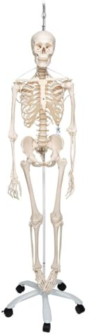 3B Scientific Menschliche Anatomie Skelett Feldi -Das funktionelle Skelett an Metallhängestativ -Lebensgroß, inkl kostenlose Anatomie App -A15/3S als Lernmodell oder Lehrmittel -3B Smart Anatomy