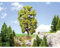 Noch 21781 Alta 18.5 cm Lime Albero Paesaggio Modellare