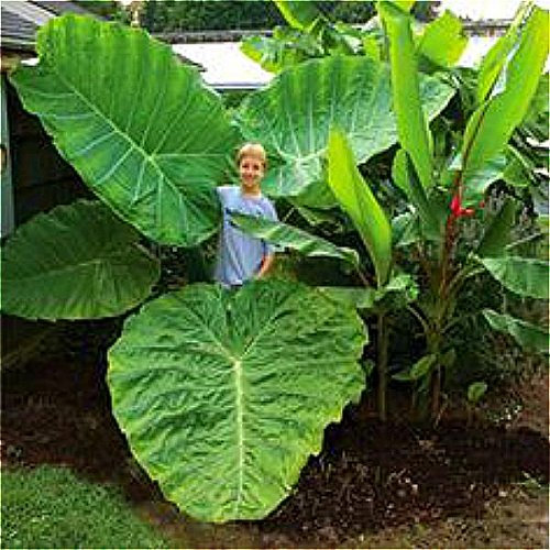 Shopmeeko Heirloom Alocasia Macrorrhiza Grün Riesige Taro Bonsai Zimmerpflanze Bonsai 20 Körner pro Packung Elefant Ohr Taro Gemüse Bonsai Sal: Mehrfarbig