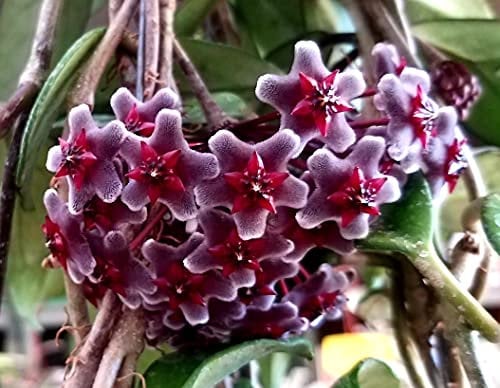 POWERS TO FLOWERS - HOYA PUBICALIX RED BUTTON, vaso 12cm, pianta vera