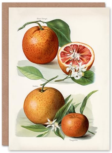 Artery8 John Wright Art Card Vintage Illustration of Orange Citrus Fruits