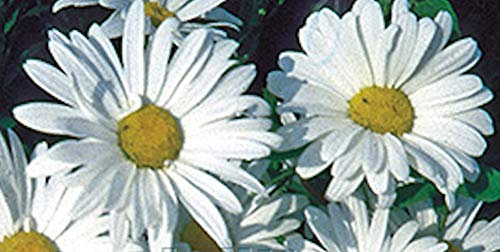 6 LEUCANTHEMUM SUPERBUM 'Alaska' Shasta Daisy Medium Plug Plants - Hardy Perennial