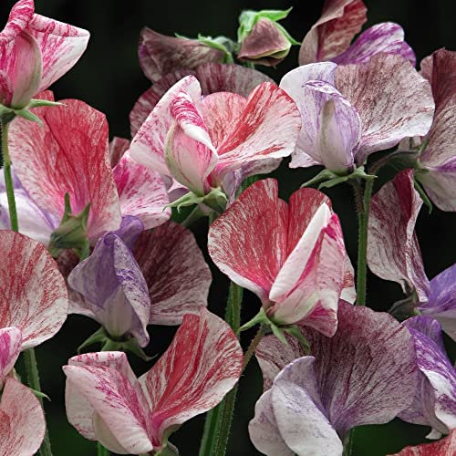Sweet Pea Seeds 'Statesman Mixed' Lathyrus odoratus Grandiflora Heirloom Hardy Annual Scented Pink Purple Blooms Easy to Grow Your Own Garden Flowers (Approx. 20 Seeds) by Thompson and Morgan