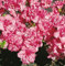 Japanische Azalee Rokoko 20-25cm - Rhododendron obtusum - Alpenrose