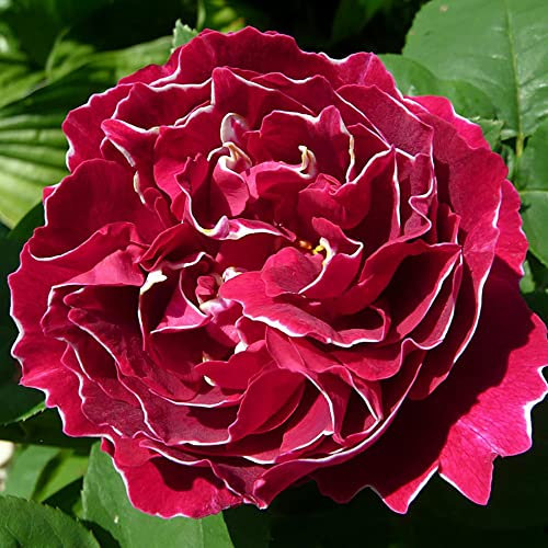 Baron Girod de l'Ain, rosa viva di Rose Barni®, rosa antica in vaso con doppia fioritura, colore porpora orlato bianco, cod. 75020
