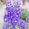 semi di delphinium Delphinium elatum fiori selvatici giardino interno piante esotiche in vaso, da verdi perenni vasi per 15pcs