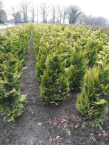 Gelbe Zypresse Chamaecyparis Ivonne 200-225 cm. 4 Scheinzypresse Koniferen