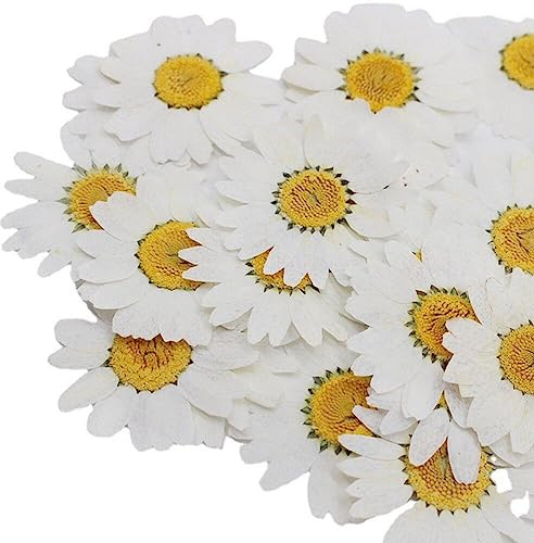 Haowul 12pcs Natürliche Getrocknete Blüten Blumen Weiß Gepresste Für Harzschmuck Nagelaufkleber Make -up -kunsthandwerk