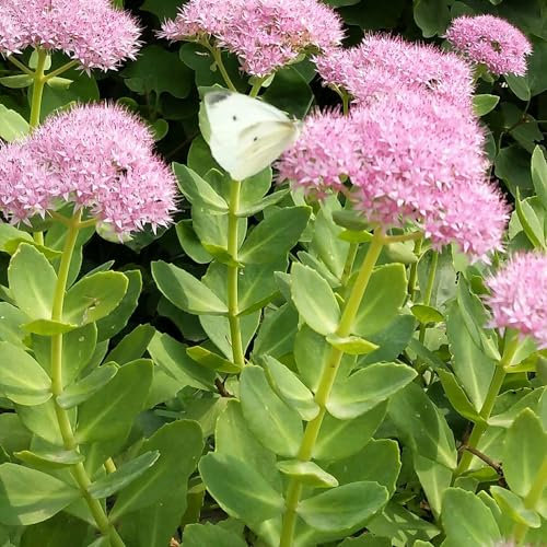 200 piezas Semillas de Sedum para tejados verdes - plantas de otoño mini jardín resistente balcón de semillas de flores silvestres Plantas resistentes para el jardín. flores balcón