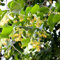 lindenbaum pflanze samen - geschenke für gartenfreunde linden baum geschenke winterharte pflanzen indoor garden seltene pflanzen bonzai baum pflanzendeko bäume kaufen plants 10pcs