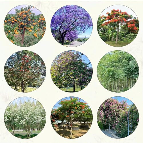 165 pcs baum samen mix geschenke garten baumsamen mischung bonsai bäumchen kaufen hochbeet für balkon bonsai baum tree topf pflanze gartenpflanzen winterhart mehrjährig gartenpflanzen