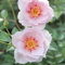 Rose pflanzen knollen winterhart - Seltene Rosenpflanze - Strauchrosen, Duftrosen - Edelrosen in vielen Sorten und Farben-2Pflanze-I