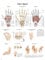 anatomische LehrtafelDie Hand Anatomie Poster, Lehrposter, 70x100cm