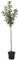 Apfelbaum Cox Orange Renette Winterapfel Apfel Halbstamm 150-170 cm 10 Liter Topf Unterlage M7