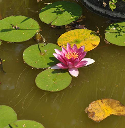Seerose Darwin - Nymphaea
