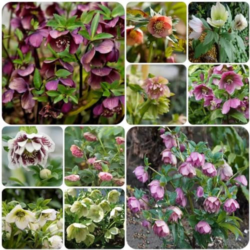 300 pcs Christrosen mix samen - garten geschenke für männer ausgefallene geschenke indoor garten bienenweide saatgut bonsai topf balkonblumen balkonpflanzen winterhart bienenwiese