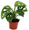 Exotenherz - Mini-Pflanze - Monstera Monkey Mask - Fensterblatt - Ideal für kleine Schalen und Gläser - Baby-Plant im 5,5cm Topf