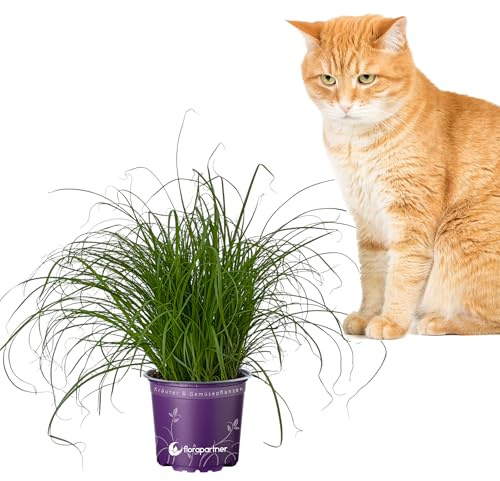 Florapartner Frisches Katzengras (Cyperus zumula) – 1 Pflanze | Ungiftiges Zyperngras, Für Katzen & Nagetiere, Weiche Halme gegen Haarballen, Zimmerpflanze