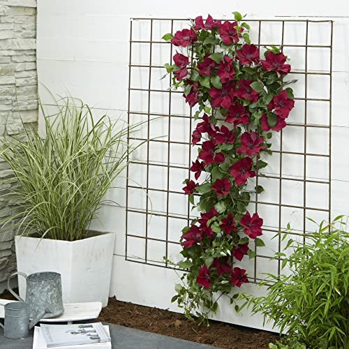 Compact Clematis ‘Nubia’ Plant Old Man's Beard Climbing Hardy Shrub Red Blooms Easy to Grow Your Own Garden Flowers Ideal for Container Growing 1x 15cm Potted Plant by Thompson & Morgan