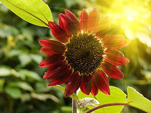 150 graines de graines de fleur de tournesol de fortune rouge de France